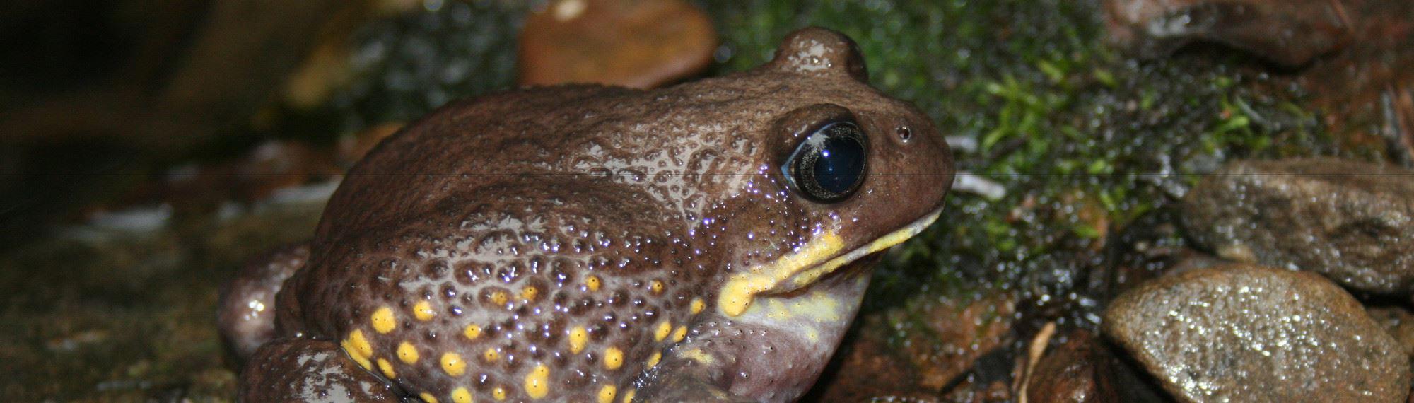 Right side-view of Giant Burrowing Frog on wet rocks; dark brown with yellow lips and spots on the right side.