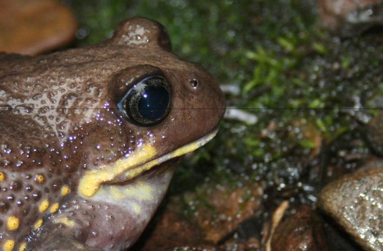 Right side-view of Giant Burrowing Frog on wet rocks; dark brown with yellow lips and spots on the right side.
