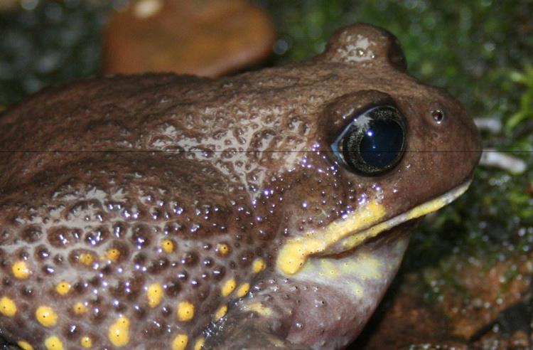Giant Burrowing Frog on wet rocks side view. The frog is dark brown with yellow lips and spots on its side.