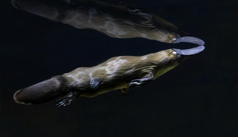 Platypus Swimming 