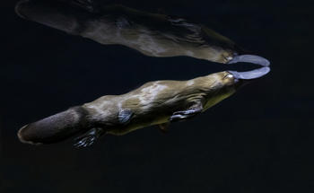 Platypus Swimming 