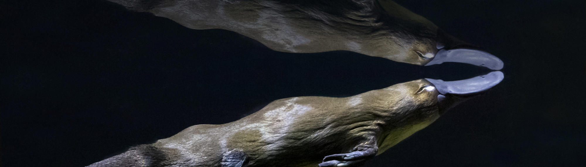 Platypus swimming up and right in dark water.
