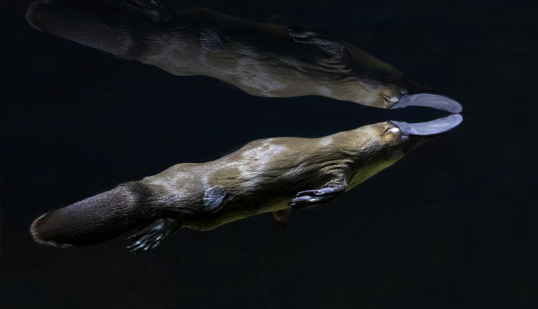 Platypus swimming up and right in dark water.