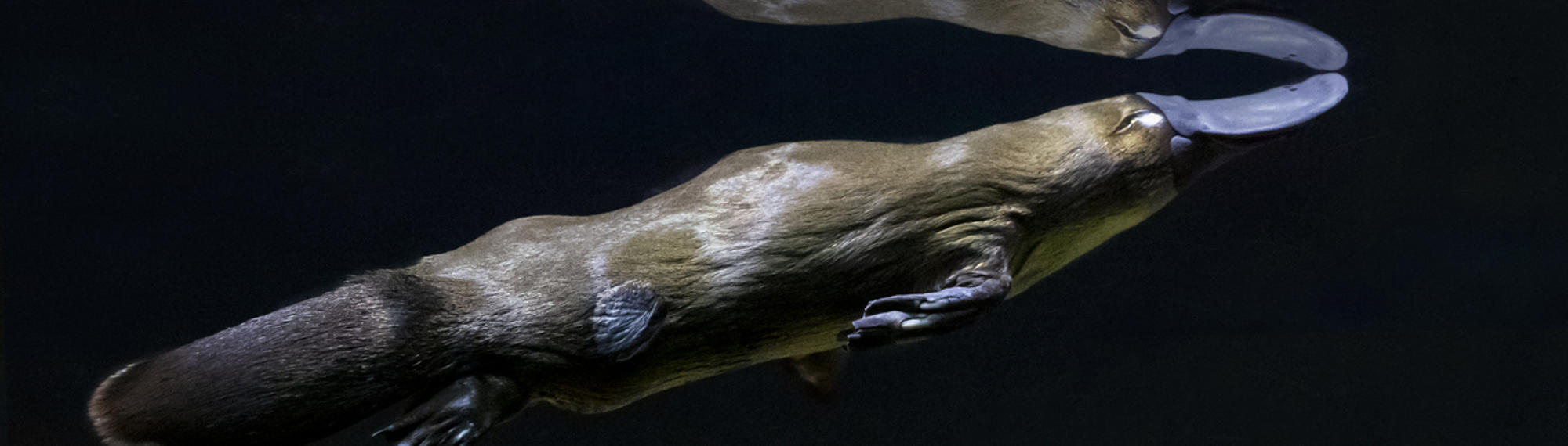 Platypus Swimming