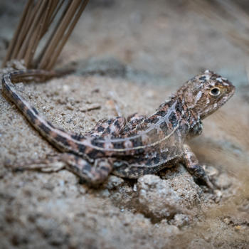 victorian grassland earless dragon