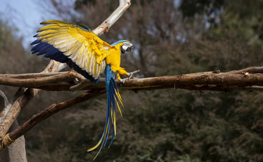 A blue-and-yellow Macaw is landing on a tree branch. 