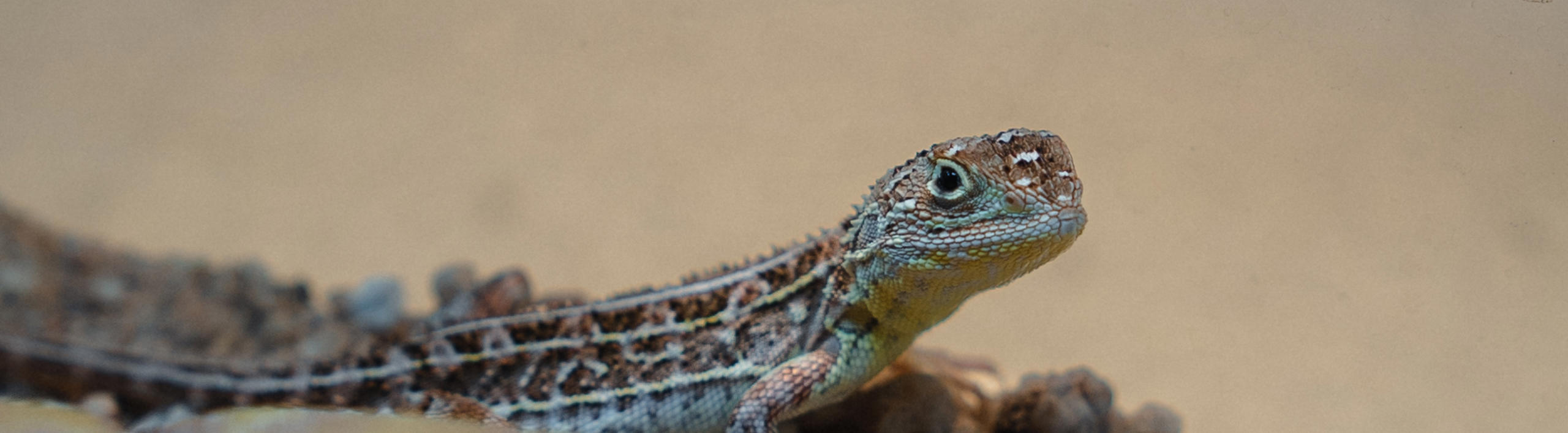 Victorian Grassland Earless Dragon