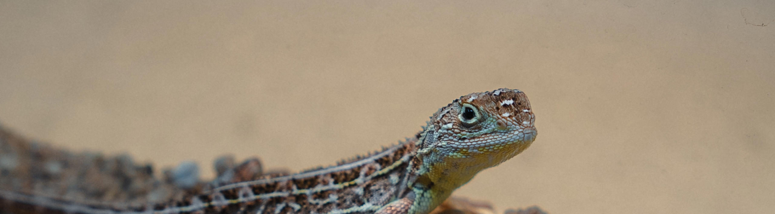 Victorian Grassland Earless Dragon, facing right