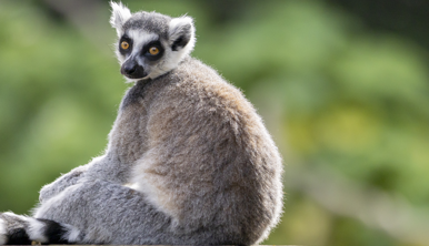 A fluffy grey Ring-Tailed Lemur sits, enjoying the winter sunshine while facing left to the camera.
