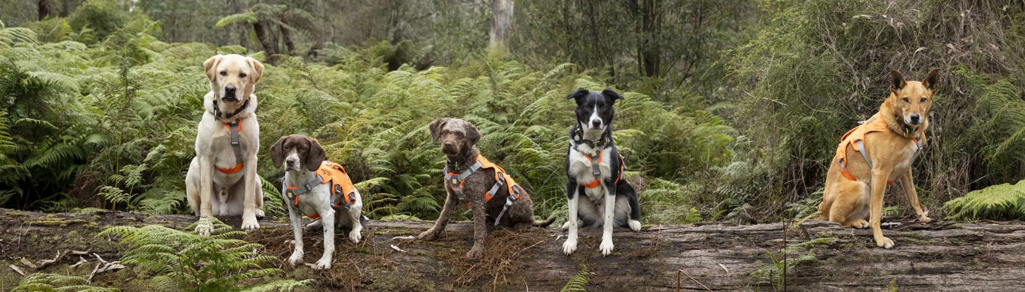 Five dogs in orange vests sitting on a long log staring at the camera with ferns in the background