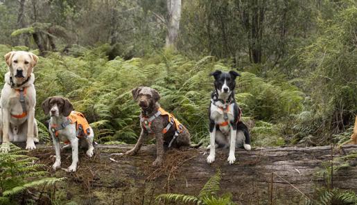 Five Detection Dogs in orange vests sitting on a long log, looking to the camera, with ferns in the background.