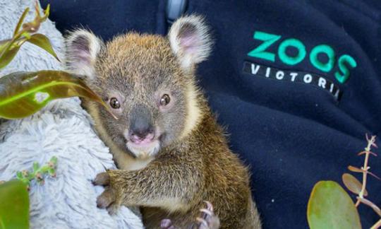 Close-up of a young Koala, looking left at the camera.