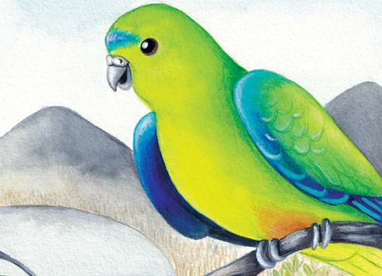 Illustration of Obie, the Orange-bellied Parrot, perched on a branch and facing left.