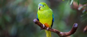 A green and yellow parrot with an orange belly perches on a thin branch with a blurred background