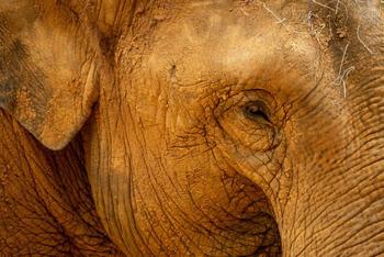 Close-up photo of an Asian Elephant's eye and cheek
