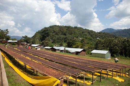 An open field of coffee beans being sorted on long wooden tables; there are small buildings in the background in front of tree-covered hills.