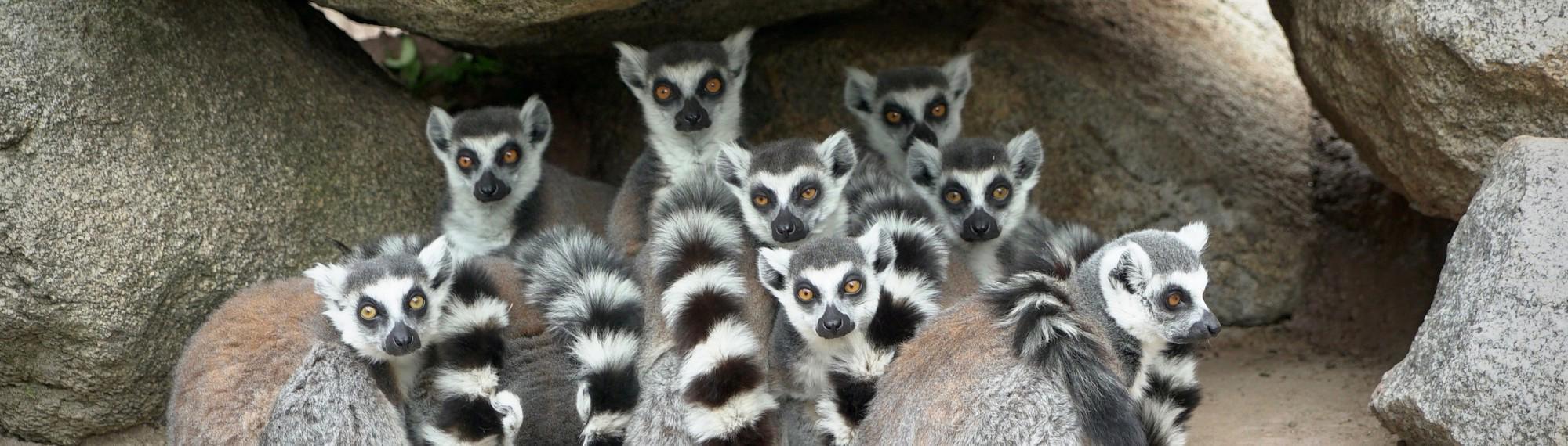 A family of ten Ring-Tailed Lemurs, looking to the camera from inside a rocky alcove.