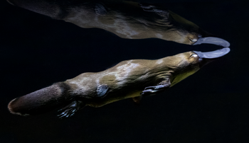 Platypus swimming up and right in dark water.