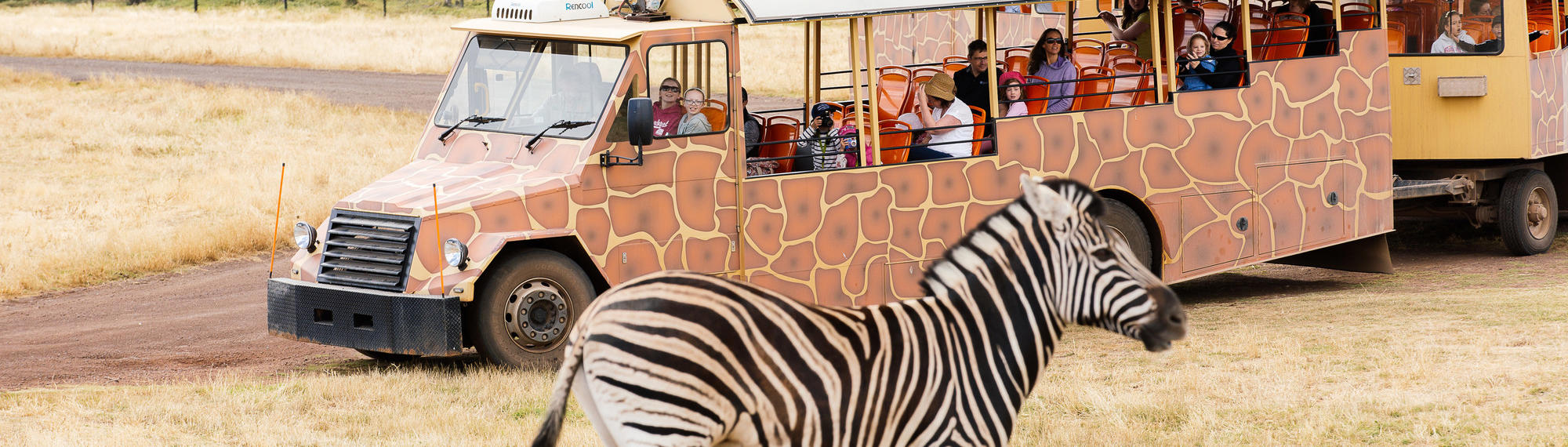 Visitors on a safari bus looking at a zebra on the Savannah at Werribee Open Range Zoo.