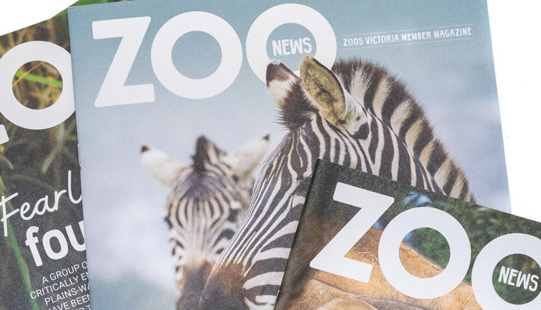 Small stacked pile of four Zoo News members' magazines against a white surface.