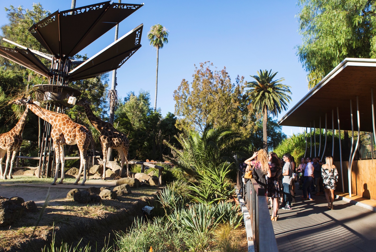 At least ten visitors looking at three Giraffes, from in front of the Giraffe Lookout, in the morning sun.