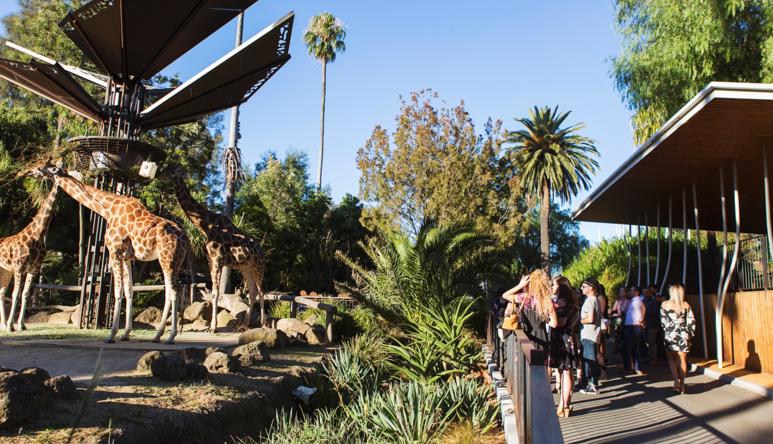 At least ten visitors looking at three Giraffes, from in front of the Giraffe Lookout, in the morning sun.