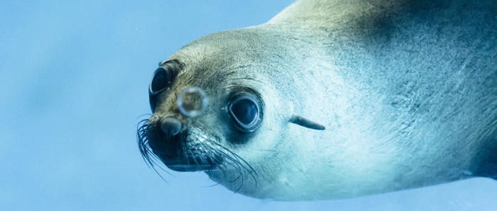 Seal Looking At Bubbles Through Window 