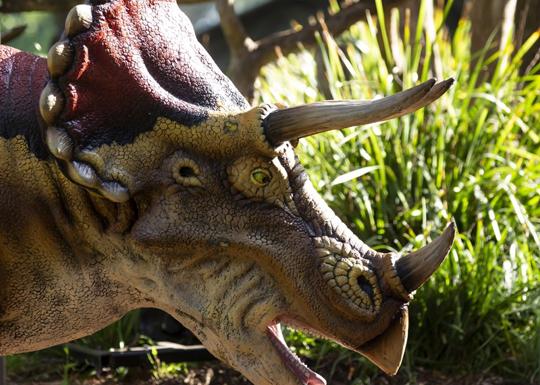 Side-on close-up of Triceratops, facing right with mouth open.