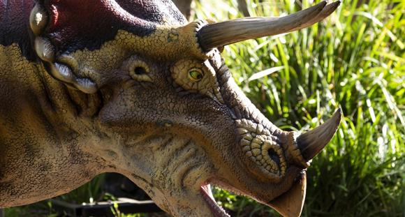Side-on close-up of Triceratops, facing right with mouth open.