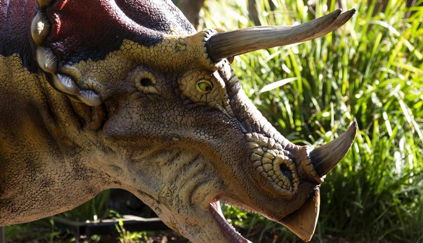 Side-on close-up of Triceratops, facing right with mouth open.