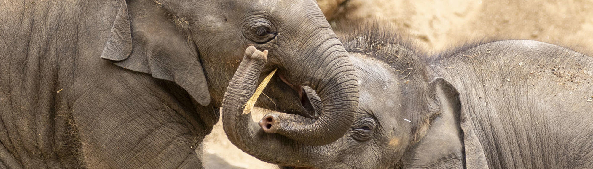 Two Asian Elephant calves linking trunks as they play in the sunshine