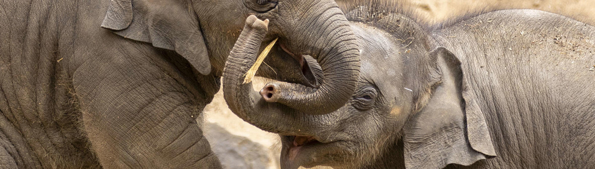 Two Asian Elephant calves linking trunks as they play in the sunshine.