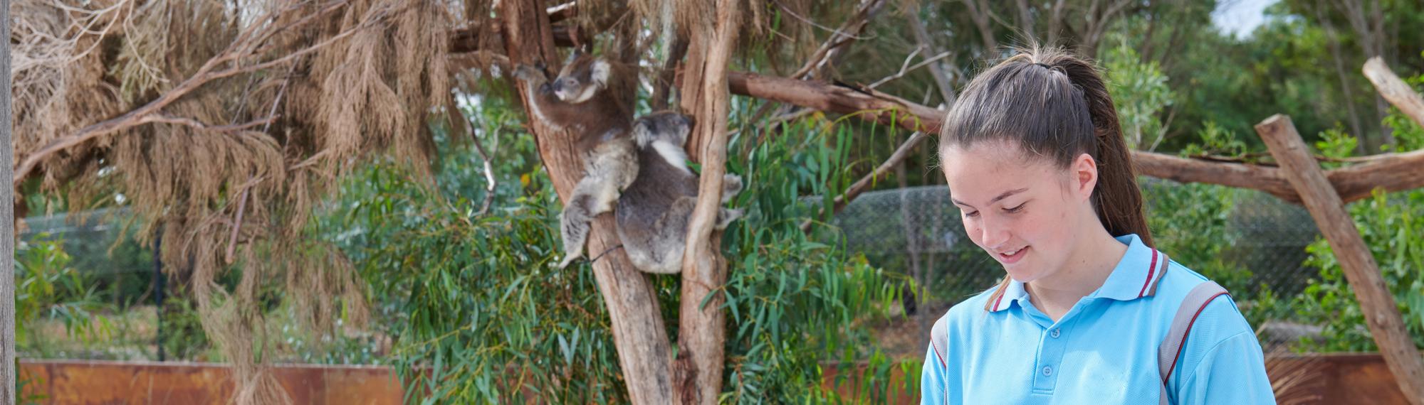 Student writing on her clipboard, while two Koalas are perched in a tree next to her.
