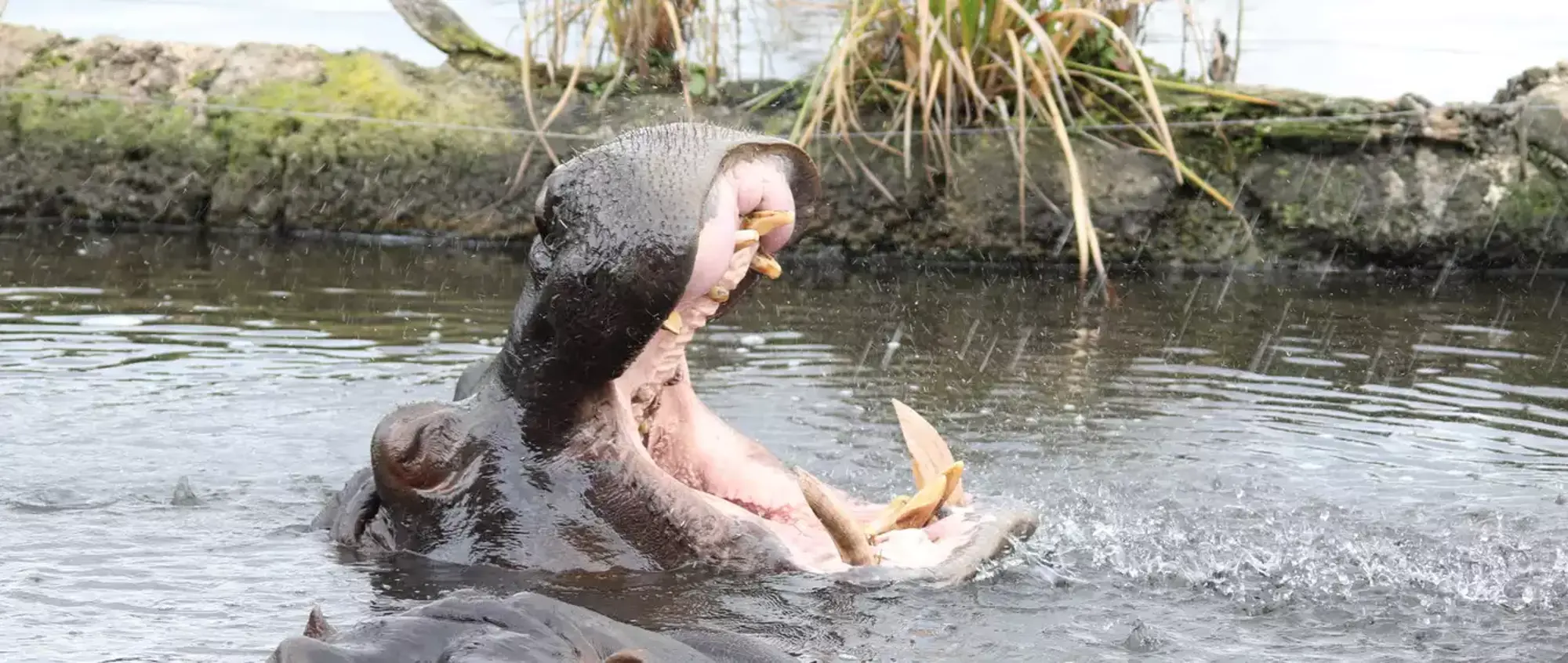 Hippo in water with head coming out of water. Mouth is wide open.