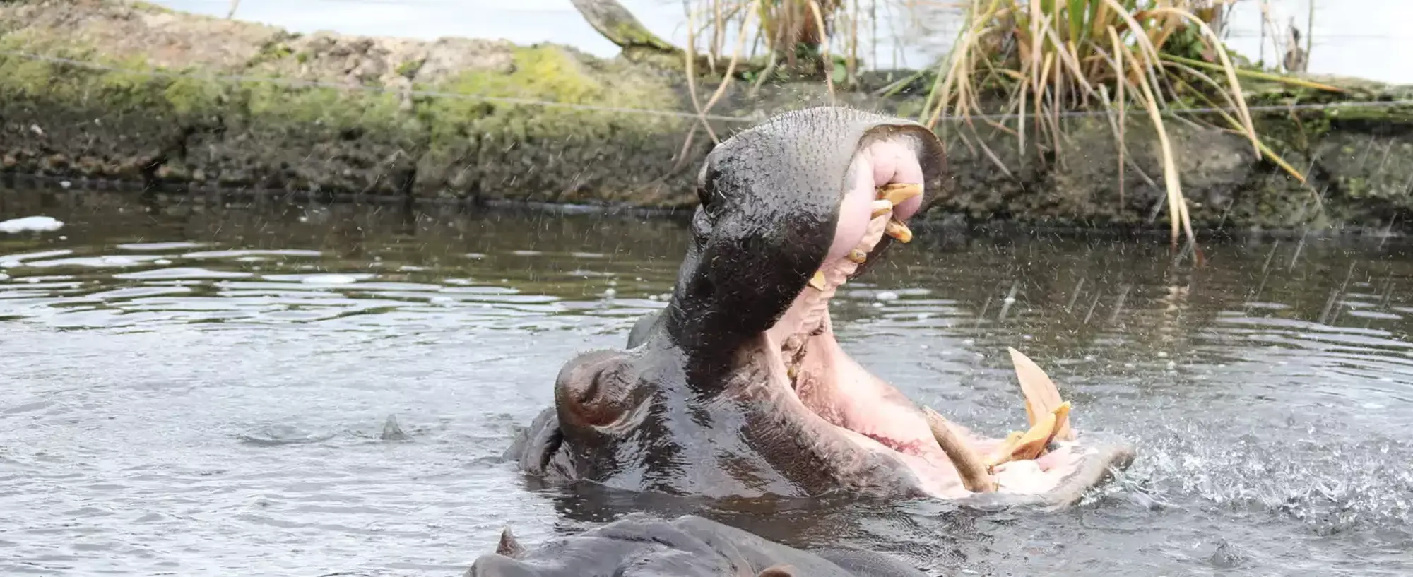 Hippo in water with head coming out of water, facing right with mouth wide open.