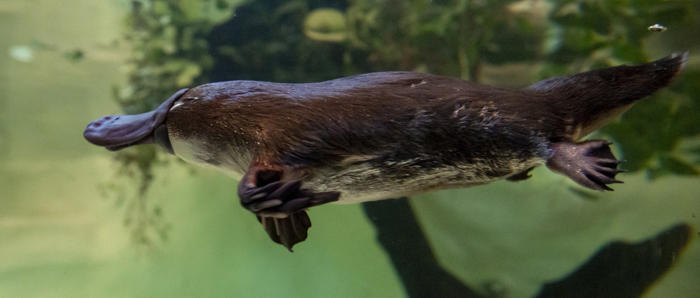 Yumi The Platypus Swimming