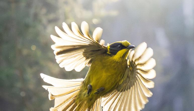 Helmeted Honeyeater in flight, facing right and feathers glowing with sunlight.