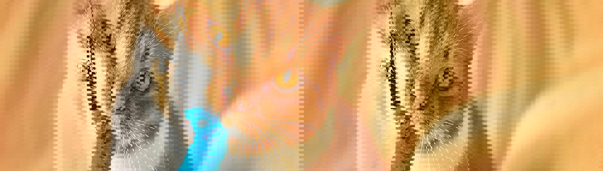 A ginger tabby cat, with head tilted left, holds a blue toy with their right paw and mouth, attached to a leash, on a light orange bedsheet.