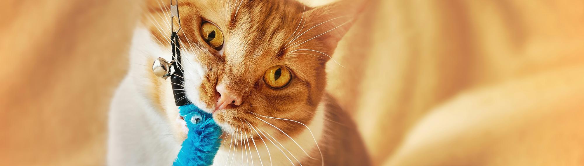 A ginger tabby cat, with head tilted left, holds a blue toy with their right paw and mouth, attached to a leash, on a light orange bedsheet.
