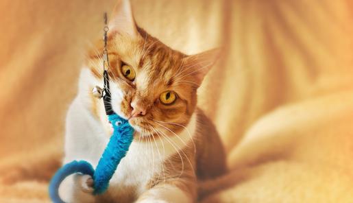 A ginger tabby cat, with head tilted left, holds a blue toy with their right paw and mouth, attached to a leash, on a light orange bedsheet.