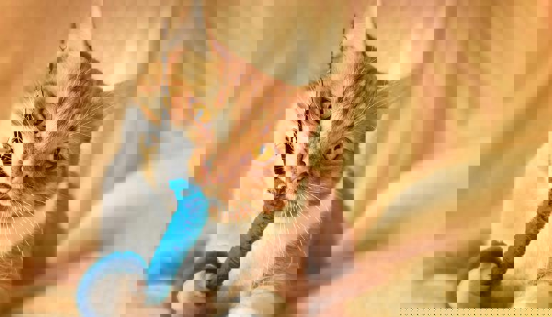 A ginger tabby cat, with head tilted left, holds a blue toy with their right paw and mouth, attached to a leash, on a light orange bedsheet.