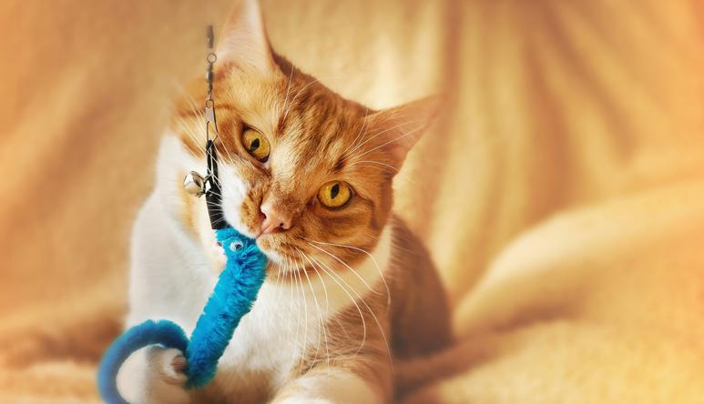 A ginger tabby cat, with head tilted left, holds a blue toy with their right paw and mouth, attached to a leash, on a light orange bedsheet.