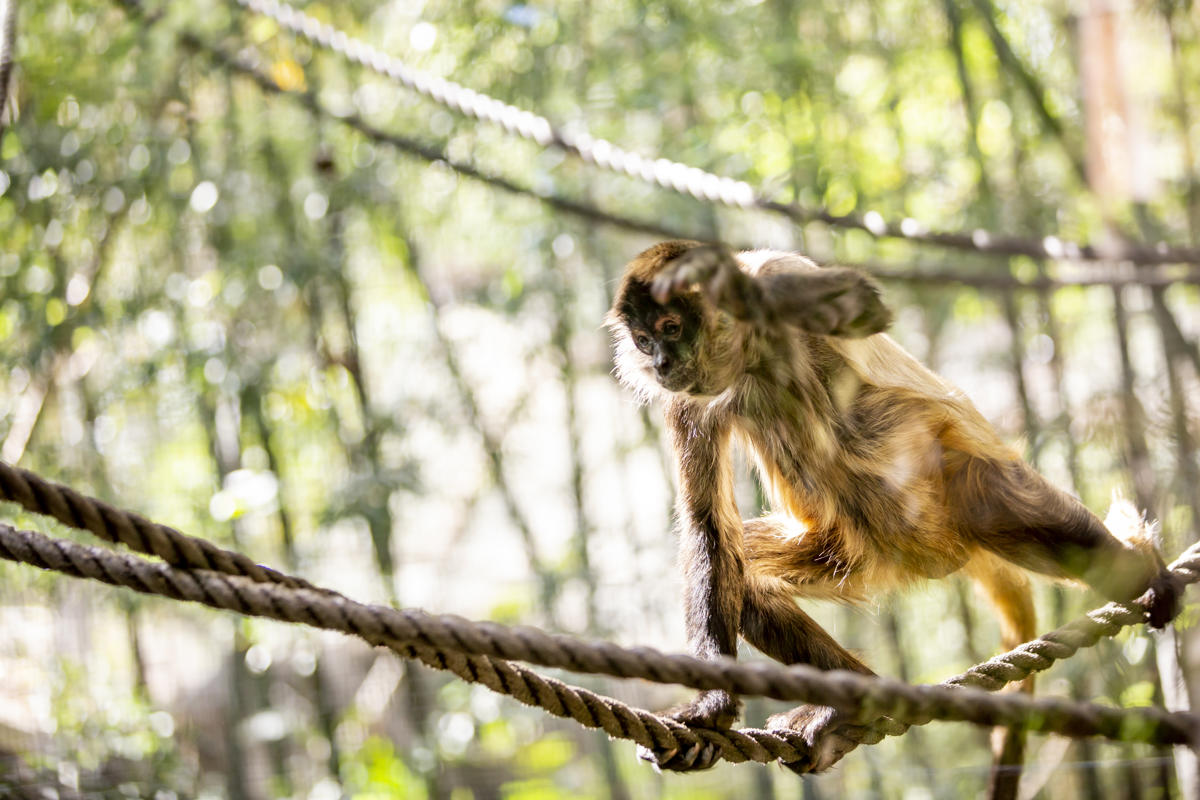 Black-handed Spider-monkey