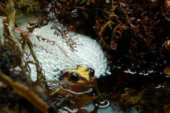 Baw Baw Frog floating in body of water with egg mass behind it and ferns to each side