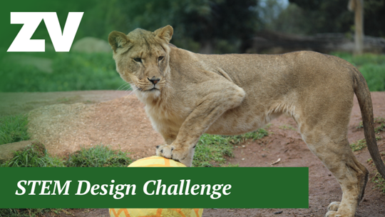 "STEM Design Challenge" - A Lioness rests her front left paw on a yellow ball, while looking to her left.