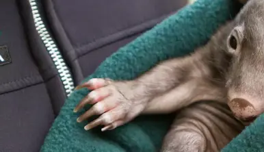 Close up of a wombat wrapped in a blanket