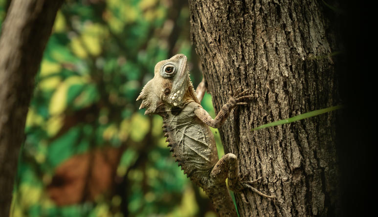 Boyds Forest Dragon