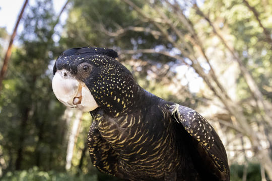 Black Cockatoo with tongue slightly out, facing left against a forest backdrop.