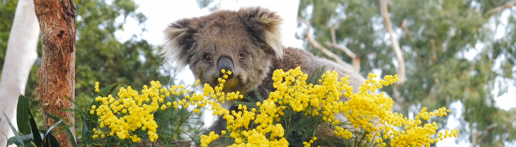 Spring wattle enrichment at Healesville Sanctuary
