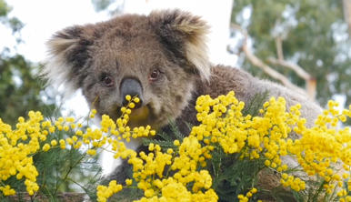 Spring wattle enrichment at Healesville Sanctuary
